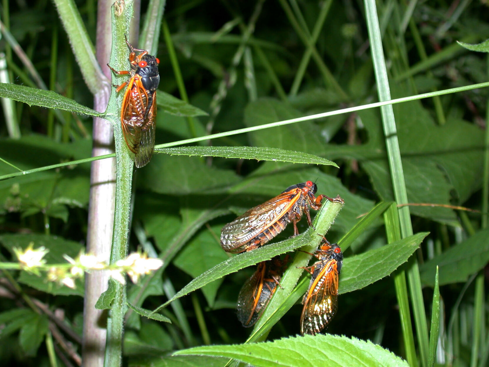 Brood X